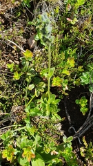 Veronica bellidioides