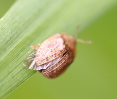 Hypocassida subferruginea