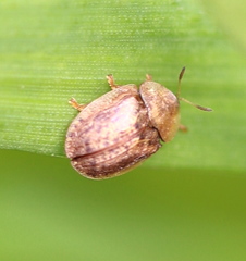 Hypocassida subferruginea