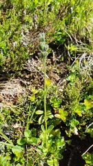 Veronica bellidioides