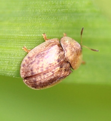 Hypocassida subferruginea