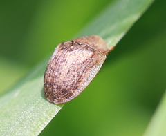 Hypocassida subferruginea