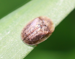 Hypocassida subferruginea