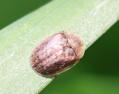 Hypocassida subferruginea