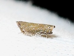 Scaphytopius