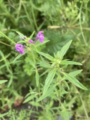 Galeopsis angustifolia