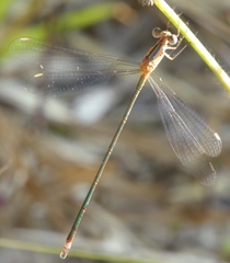 Lestes elatus