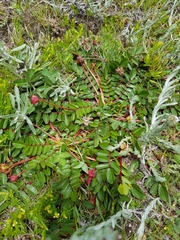 Hypseocharis bilobata