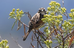 Xenospiza baileyi
