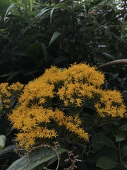 Llerasia lindenii