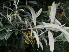 Llerasia lindenii