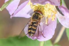 Lapposyrphus aberrantis