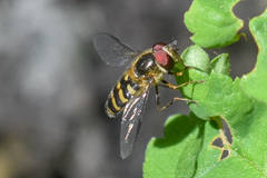Lapposyrphus aberrantis