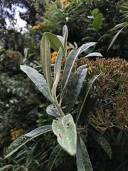 Llerasia lindenii