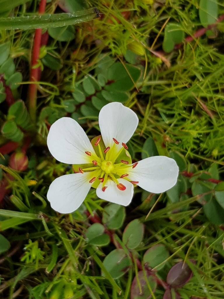 Hypseocharis