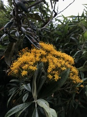 Llerasia lindenii