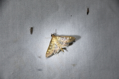 Mimorista