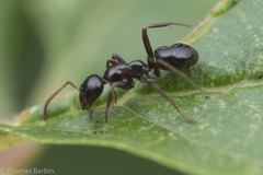 Formica neogagates