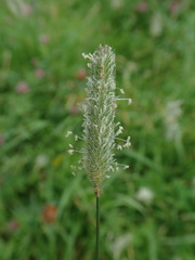 Phleum bertolonii