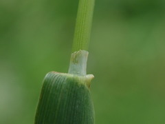 Phleum bertolonii