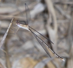 Lestes elatus