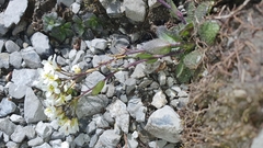 Arabis pumila