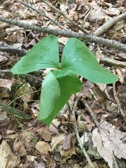 Trillium cernuum