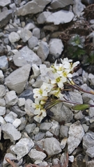 Arabis pumila