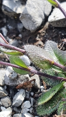 Arabis pumila