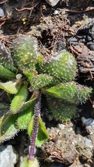 Arabis pumila