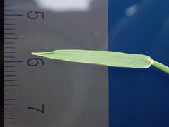 Phleum bertolonii