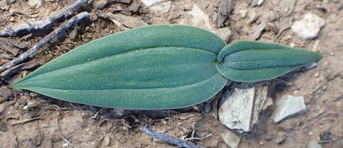 Image of Flat Squill (Drimia platyphylla) by (c) Nicola van Berkel, some rights reserved (CC BY-SA)