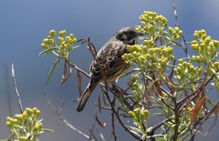 Xenospiza baileyi