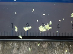 Phleum bertolonii