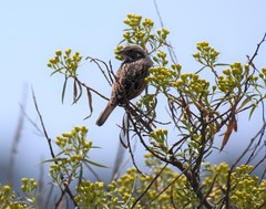 Xenospiza baileyi