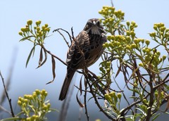 Xenospiza baileyi