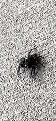Phidippus audax