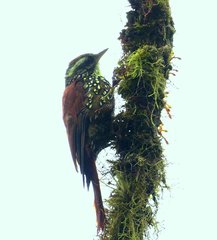 Margarornis squamiger