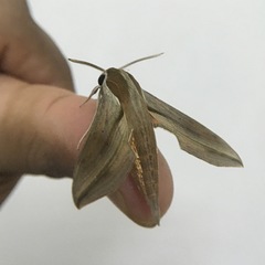 Hippotion boerhaviae