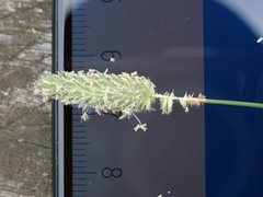 Phleum bertolonii