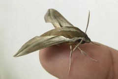 Hippotion boerhaviae