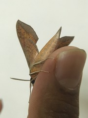 Hippotion boerhaviae