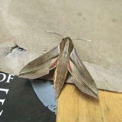 Hippotion boerhaviae