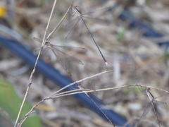 Lestes elatus