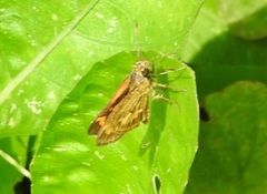 Taractrocera archias