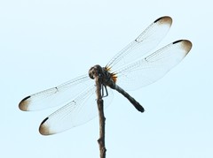 Dythemis velox