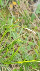 Carex sempervirens