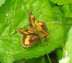 Taractrocera archias