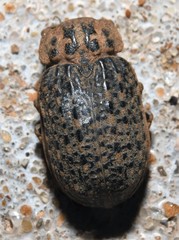 Omorgus punctatus