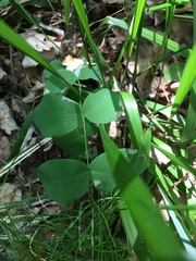 Lathyrus ochroleucus